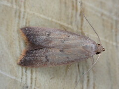 Tachystola acroxantha