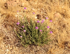 Pseudopegolettia tenella