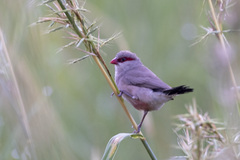 Estrilda troglodytes