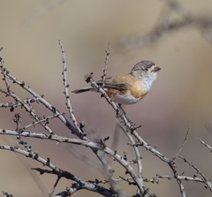 Chestnut-Breasted Whiteface photo 5