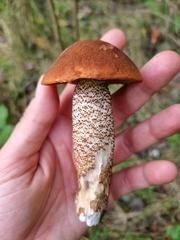 Leccinum versipelle