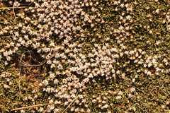 Helichrysum caespititium