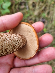 Leccinum versipelle