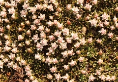 Helichrysum caespititium