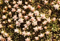 Helichrysum caespititium