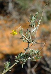 Wiborgia