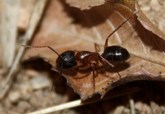 Camponotus maritimus