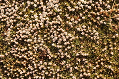 Helichrysum caespititium