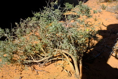 Wiborgia
