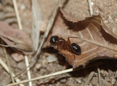 Camponotus maritimus