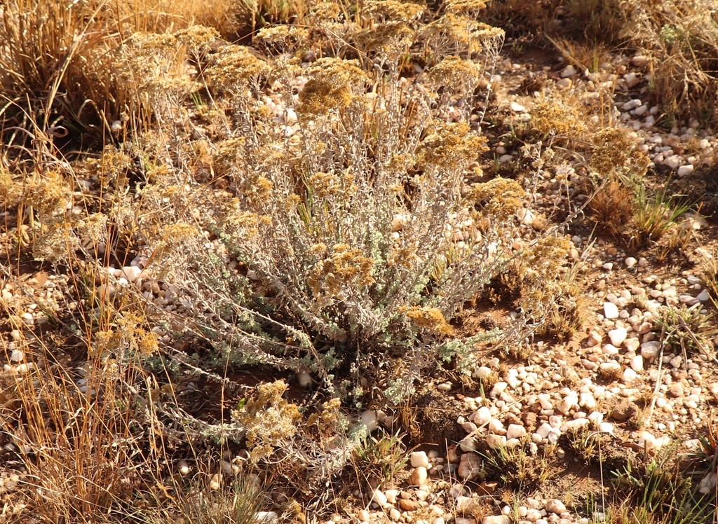 sunflowers, daisies, asters, and allies from Melville Koppies