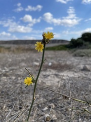 Chondrilla juncea