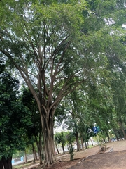 Ficus benjamina