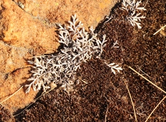 Selaginella dregei