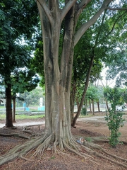 Ficus benjamina