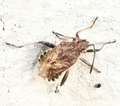 Stictopleurus punctatonervosus