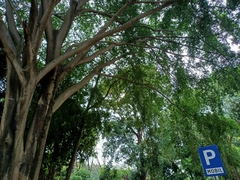 Ficus benjamina