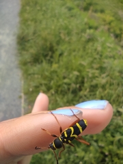 Clytus arietis