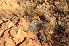 Selaginella dregei