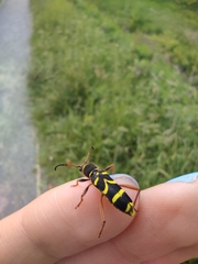 Clytus arietis