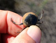 Pachysoma striatum