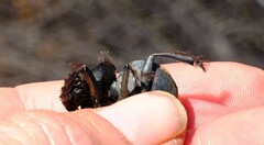 Pachysoma striatum