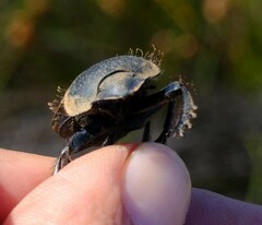 Pachysoma striatum