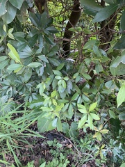 Machilus japonica