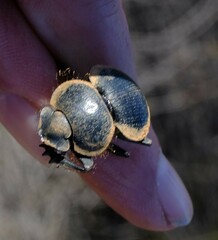 Pachysoma striatum