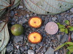 Cryptocarya macrocarpa