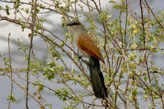 Centropus superciliosus