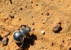 Pachysoma striatum