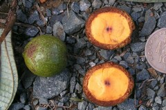 Cryptocarya macrocarpa