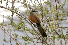 Centropus superciliosus