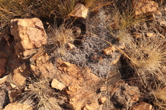 Selaginella dregei