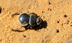 Pachysoma striatum