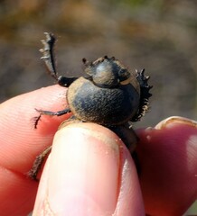 Pachysoma striatum