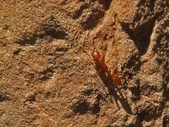 Pseudomyrmex apache