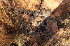 Selaginella dregei