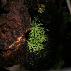 Calymperastrum latifolium