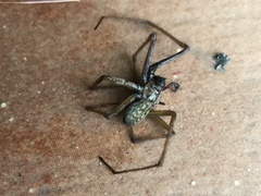 Eratigena atrica