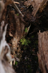 Calymperastrum latifolium