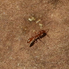 Pseudomyrmex apache