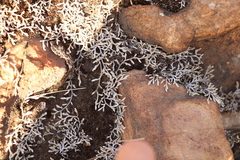 Selaginella dregei