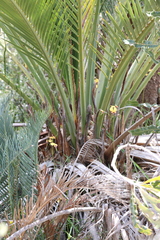 Calymperastrum latifolium