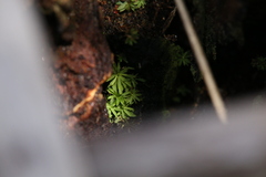 Calymperastrum latifolium