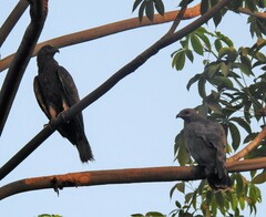 Pernis ptilorhynchus