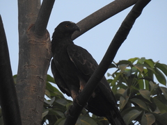 Pernis ptilorhynchus