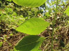 Deeringia polysperma
