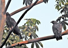 Pernis ptilorhynchus